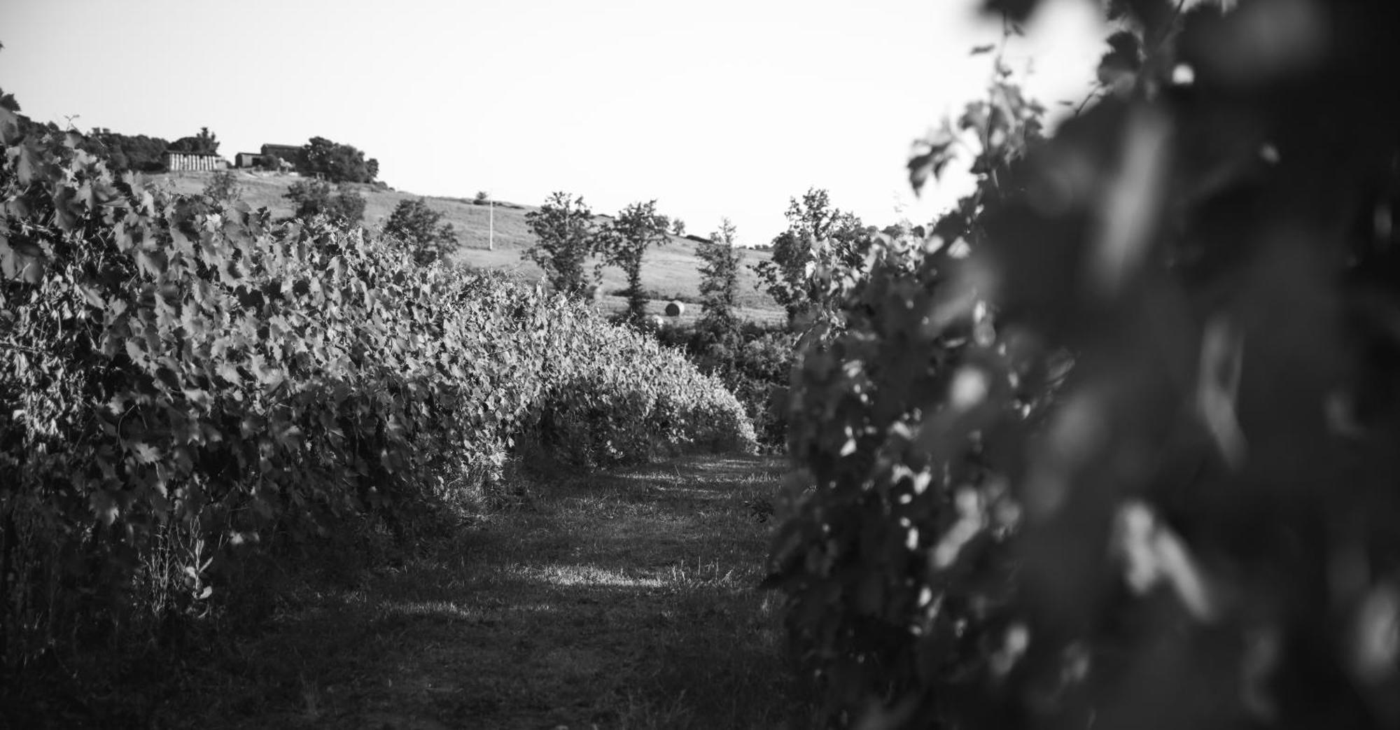 Agriturismo La Vecchia Quercia Montemerano Extérieur photo