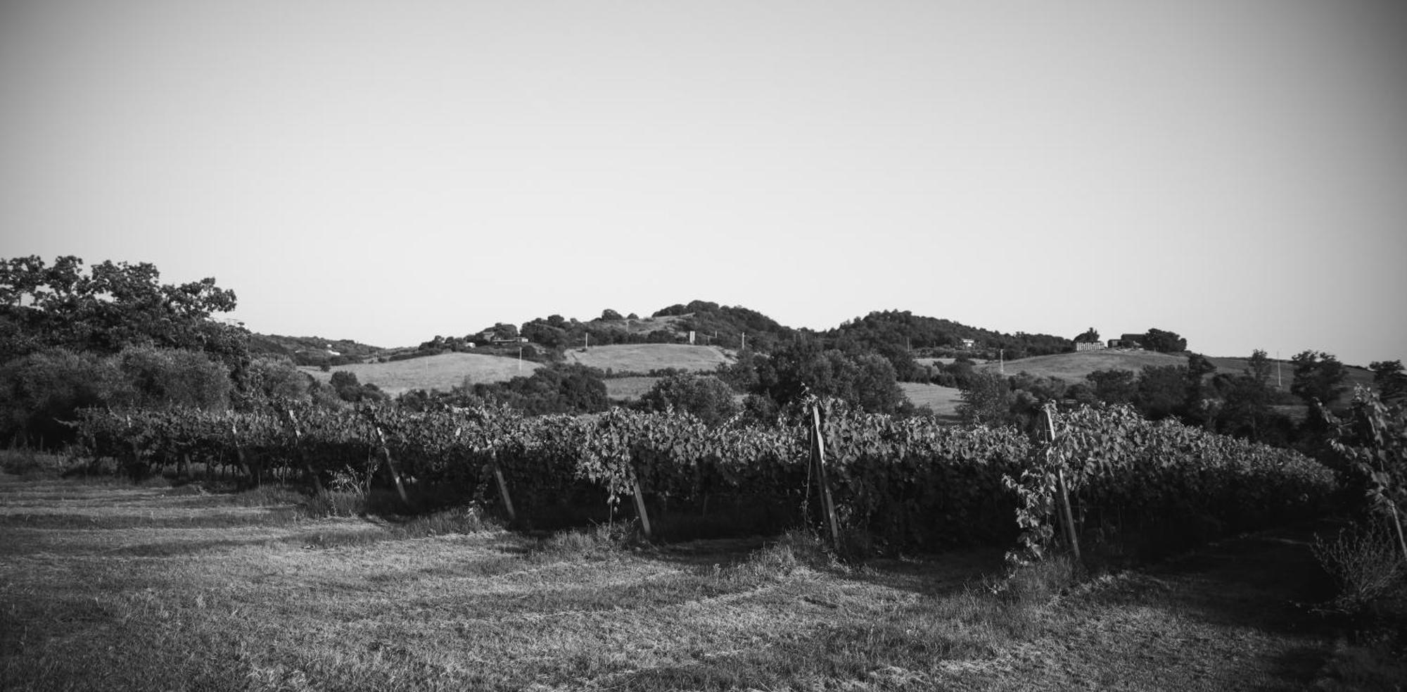 Agriturismo La Vecchia Quercia Montemerano Extérieur photo